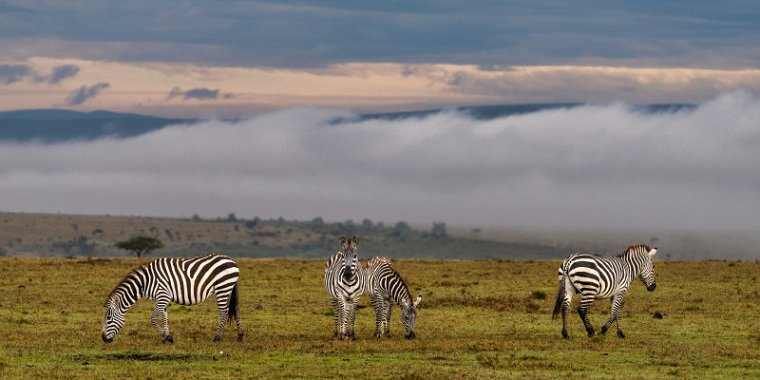 071 Masai Mara, zebra.jpg